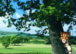 coorg tour package